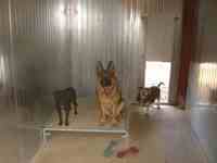 Boxs intérieurs des chiens